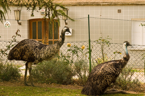 Emus im Auslauf