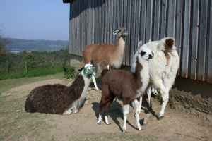 Lamas auf der Koppel