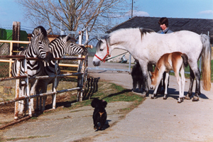 Zebras und Rommy mit Fohlen