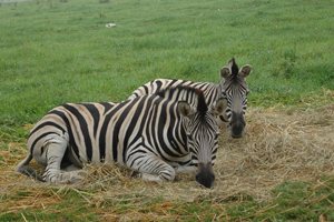 Zebras im Heu