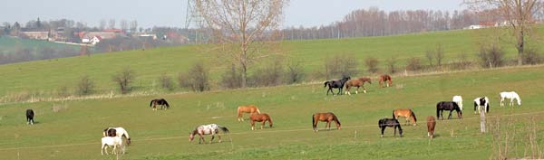 Pferde auf grozgigen Weiden